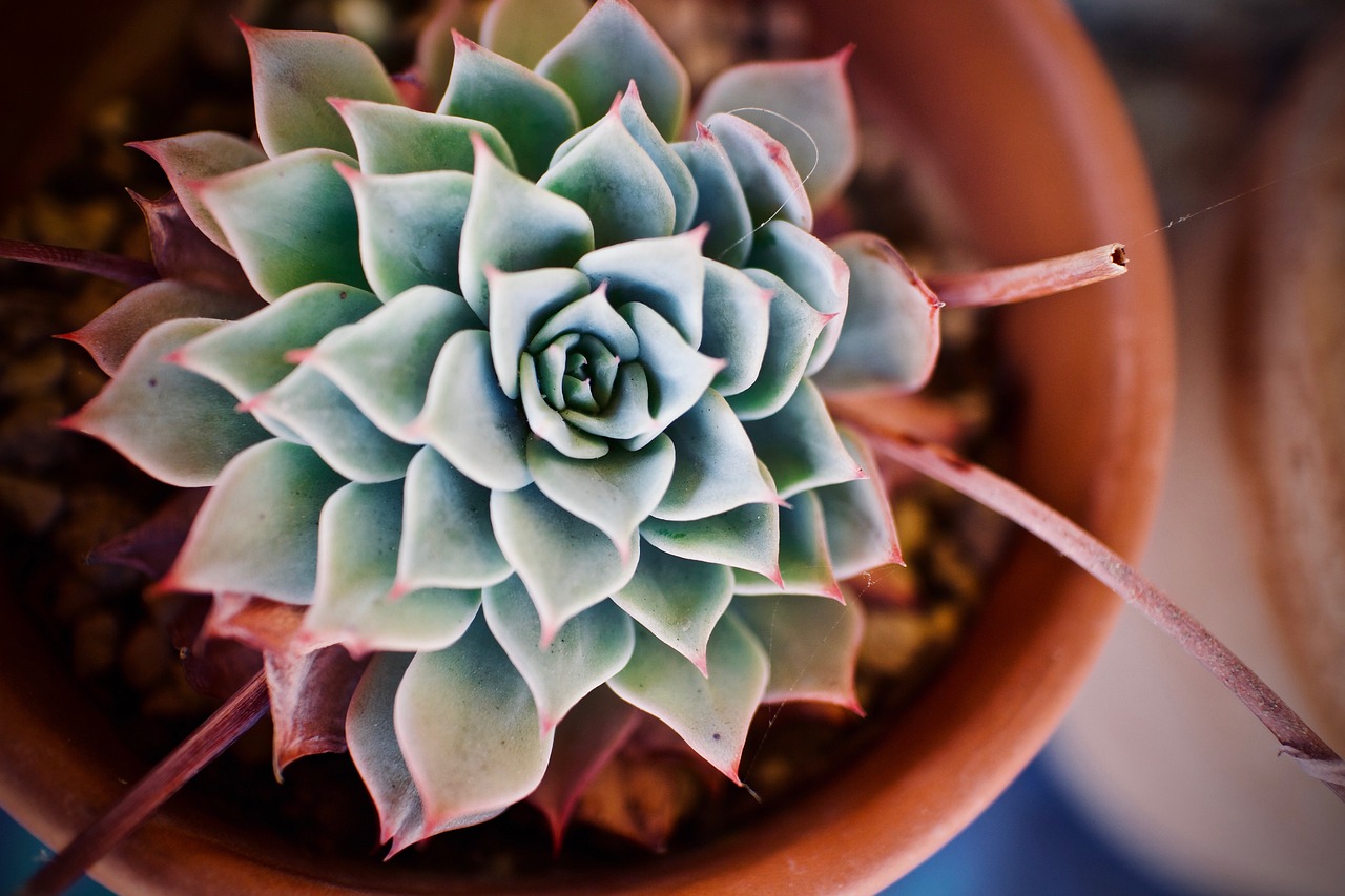 How to Plant and Grow a Succulent Garden